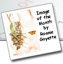 Image of the Month